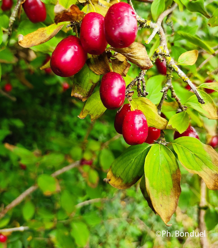 CORNUS MAS