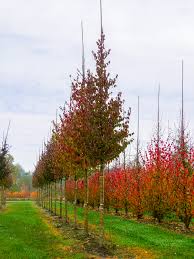 [3509] CORNUS MAS - TIGE (Caduc, 3 à 5 m)