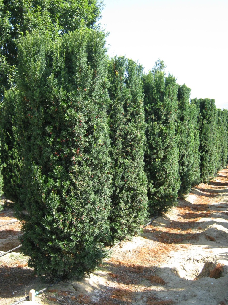 TAXUS MEDIA HICKSII - PARACHUTE