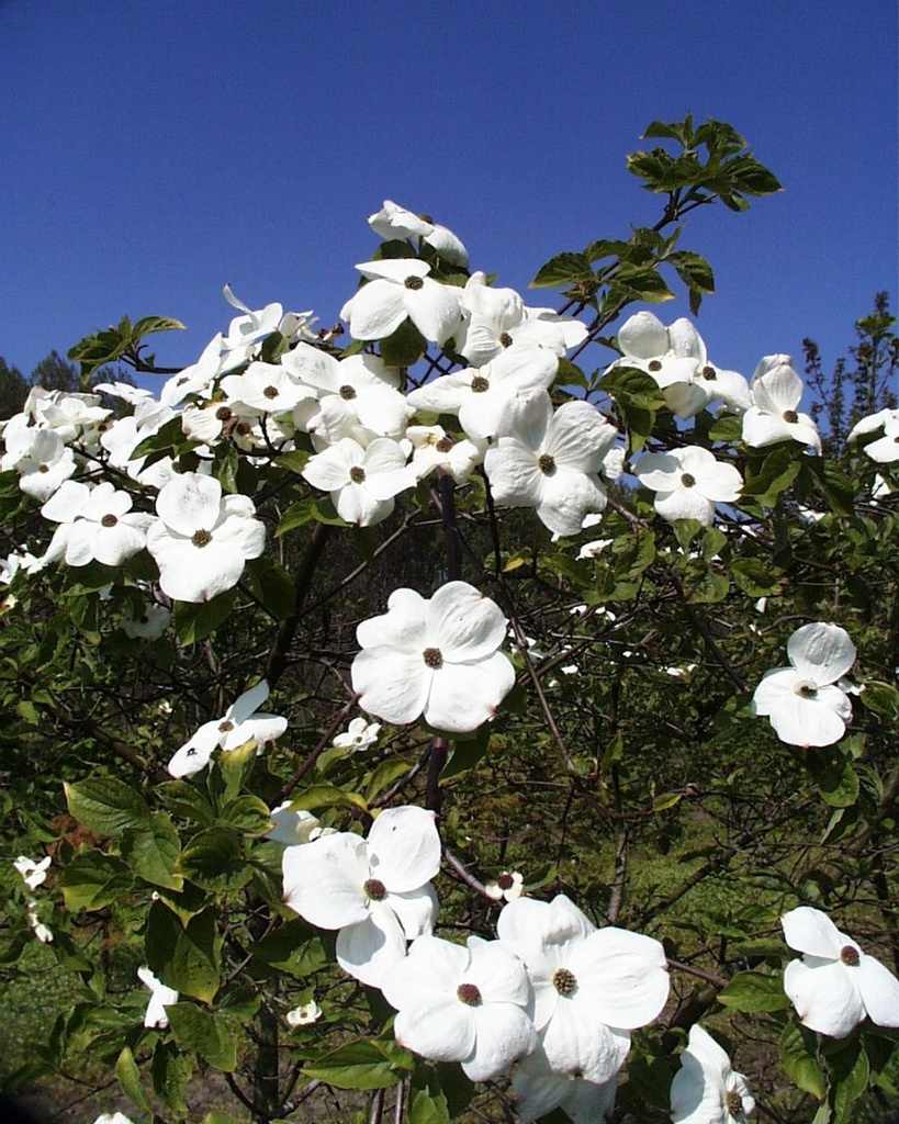[3527] CORNUS NUTTALII EDDIE'S WHITE WONDER (Caduc, 5 à 10 m)