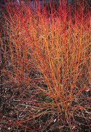 CORNUS SANGUINEA