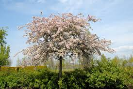 MALUS FLORIBUNDA - FIORE - TIGE
