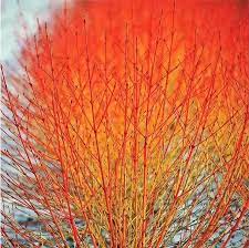 [3545] CORNUS SANGUINEA MIDWINTER FIRE (Caduc, 150/200)