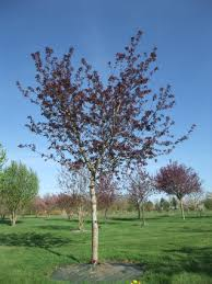 [7848] MALUS SIEBOLDII - TIGE (Caduc, 3 à 5 m)