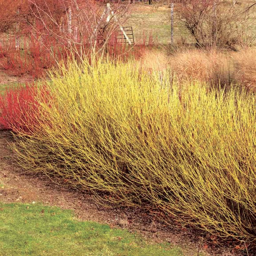 CORNUS STOLONIFERA FLAVIRAMEA