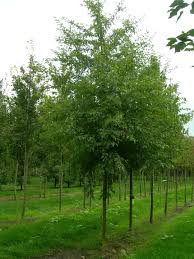 MALUS TORINGO - TIGE