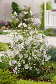 MALVA MOSCHATA ALBA