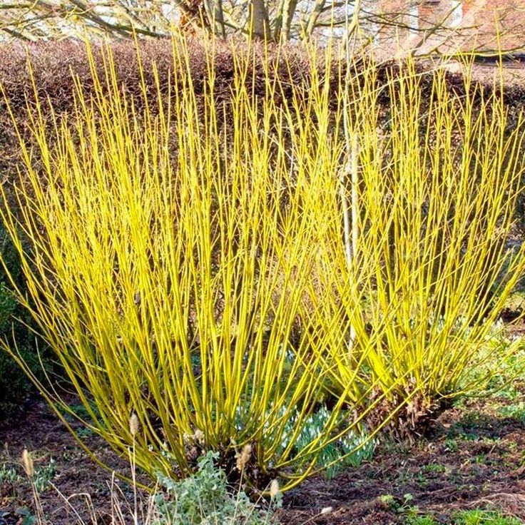 [3570] CORNUS STOLONIFERRA FLAVIRAMEA (Caduc, 150/200)