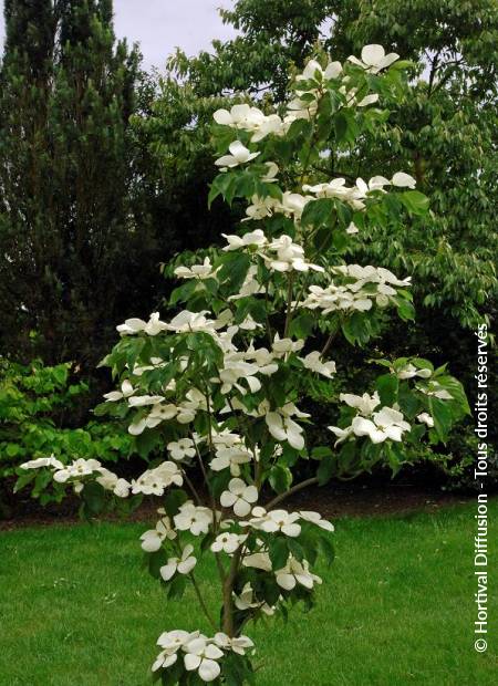 CORNUS X RUTGERSENSIS VENUS