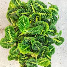 MARANTA LEUCONEURA LEMON LIME