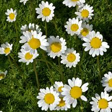 [7873] MATRICARIA TCHIHATCHEWII (Caduc, 0/20)