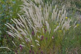 MELICA CILIATA