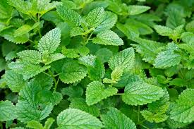 MELISSA OFFICINALIS
