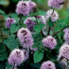 MENTHA AQUATICA