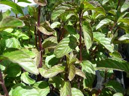 [7920] MENTHA CITRATA BERGAMOTE  (MENTHE BERGAMOTE)