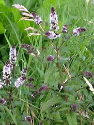 MENTHA PIPERITA (MENTHE POIVREE)