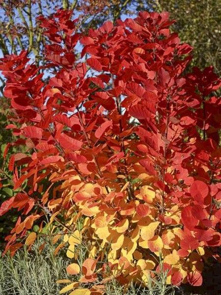 [3634] COTINUS COGGYGRIA FLAMISSIMO (Caduc, 3 à 5 m)