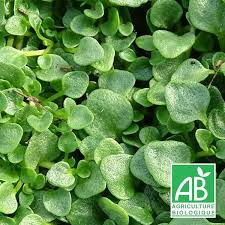 [7925] MENTHA REQUIENII (MENTHE CORSE) (Caduc, 0/20)