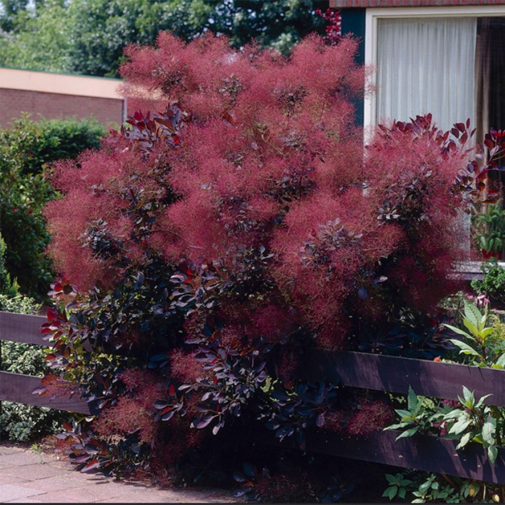 [3639] COTINUS COGGYGRIA ROYAL PURPLE (Caduc, 3 à 5 m)