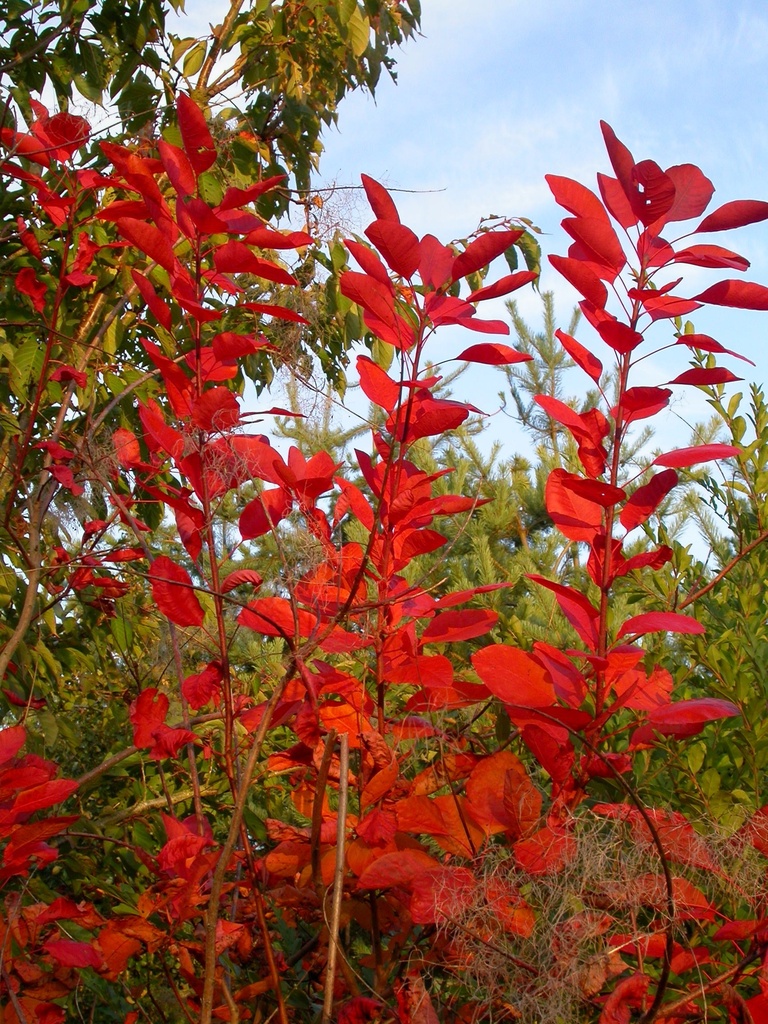 COTINUS DUMMERI GRACE