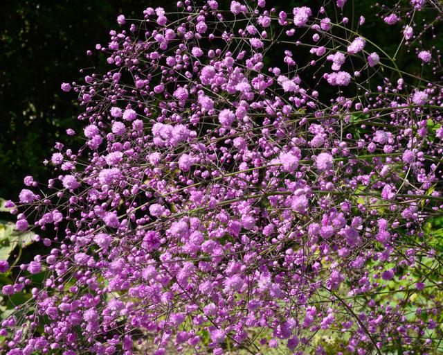 [11814] THALICTRUM DEL.HEWITTS DOUBLE VIOLET (Caduc, 150/200)