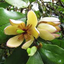 [7949] MICHELIA FIGO (Persistant, 3 à 5 m)
