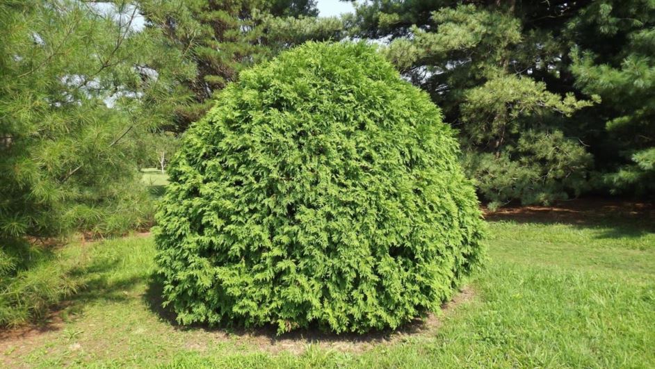 [11821] THUJA LITTLE CHAMPION (Persistant, 50/100)