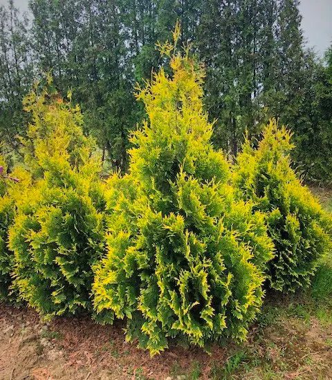 [11826] THUJA OCC. YELLOW RIBBON (Persistant, 200/250)