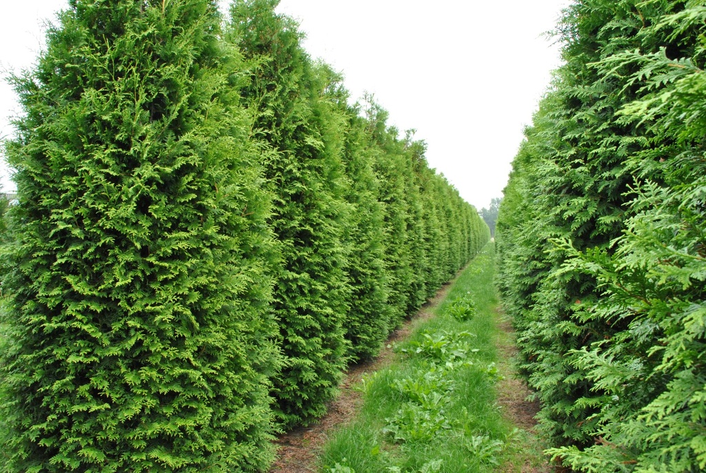 [11831] THUJA OCCIDENTALIS BRABANT (Persistant, 3 à 5 m)