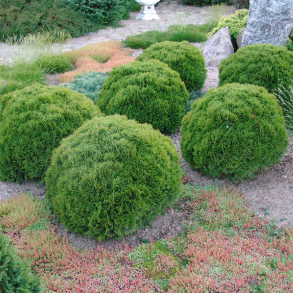 [11838] THUJA OCCIDENTALIS DANICA (Persistant, 50/100)