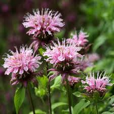 [7990] MONARDA DYDIMA (Caduc, 100/150)