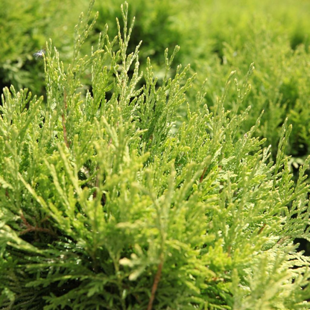 [11841] THUJA OCCIDENTALIS DANICA AUREA (Persistant, 50/100)