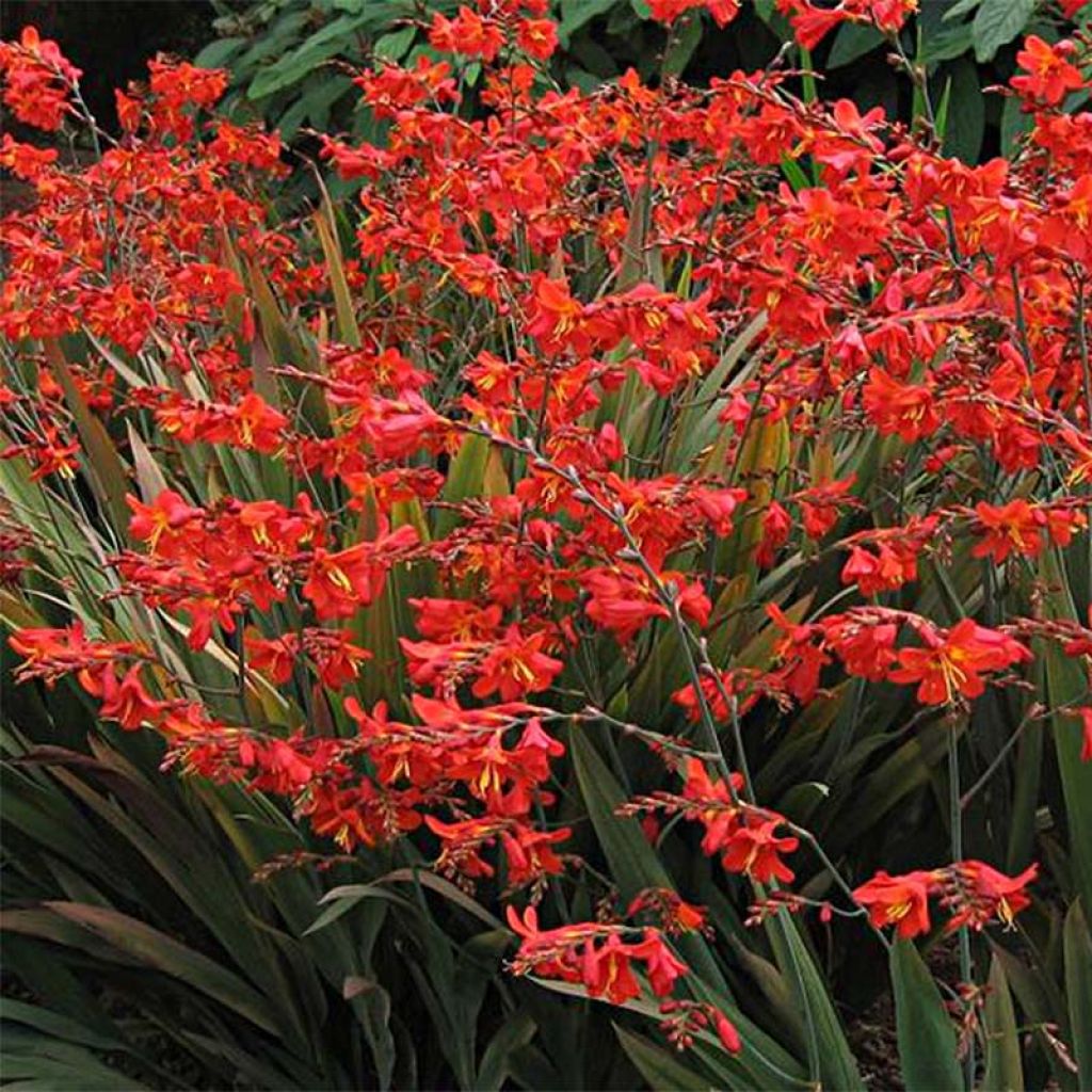 [3742] CROCOSMIA HYB. (Caduc, 50/100)