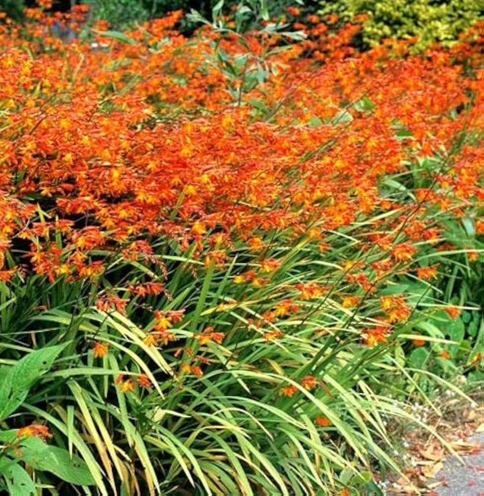 [3745] CROCOSMIA PANICULATA ORANGE (Caduc, 50/100)