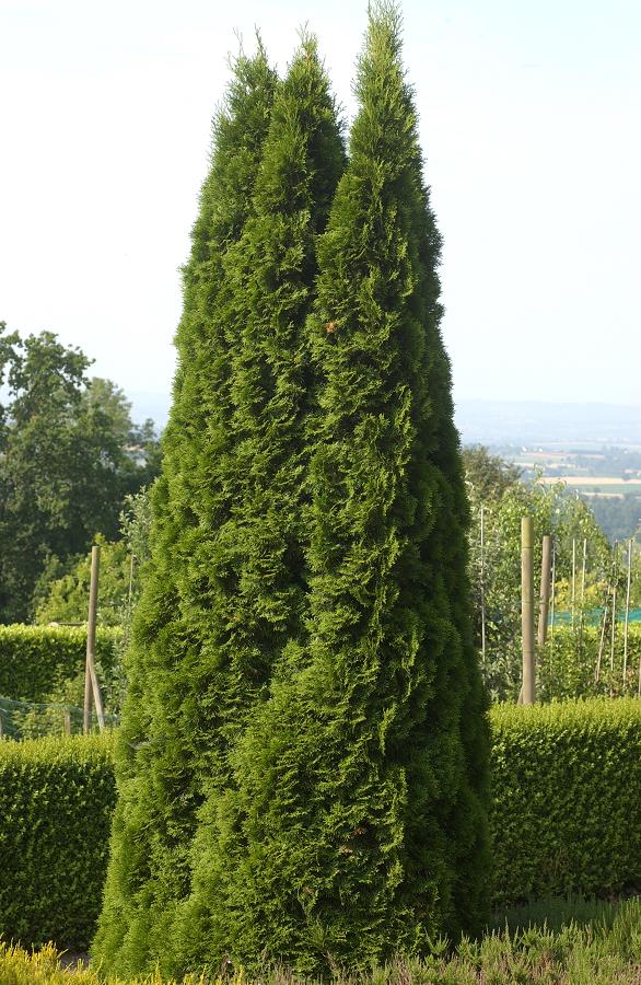 THUJA OCCIDENTALIS EMERAUDE