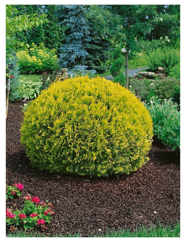 THUJA OCCIDENTALIS GOLDEN GLOBE