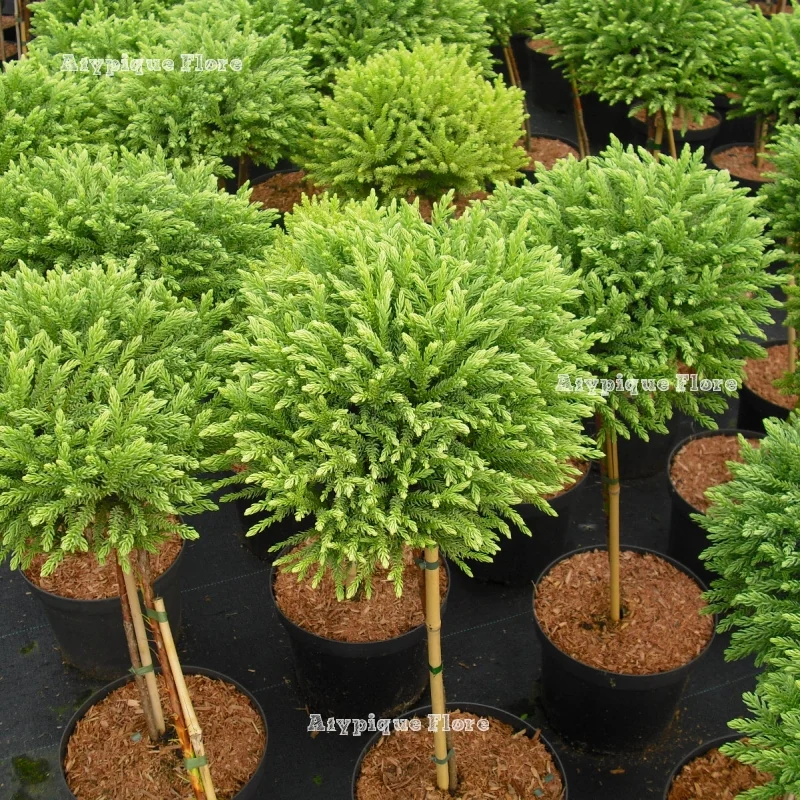CRYPTOMERIA JAP. GLOBOSA NANA - QUART TIGE
