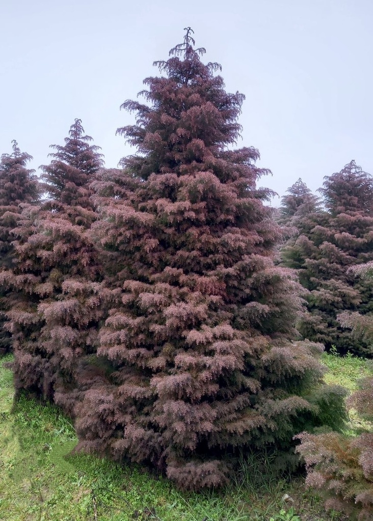 [3757] CRYPTOMERIA JAPONICA ELEGANS (Persistant, 5 à 10 m)