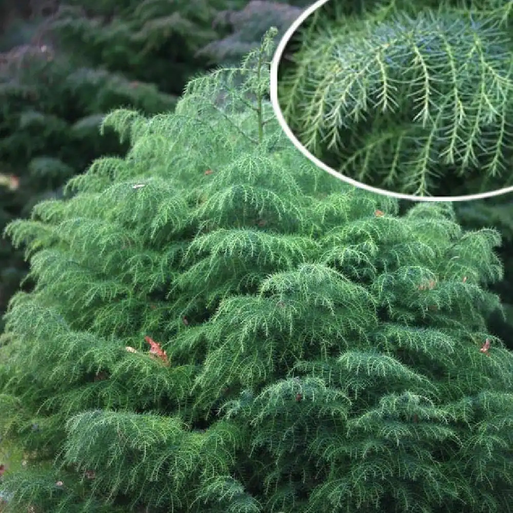 CRYPTOMERIA JAPONICA ELEGANS VIRIDIS
