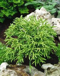 [3764] CRYPTOMERIA JAPONICA LITTLE CHAMPION (Persistant, 50/100)