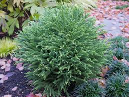 [3767] CRYPTOMERIA JAPONICA LITTLE DIAMOND - QUART TIGE (Persistant, 50/100)