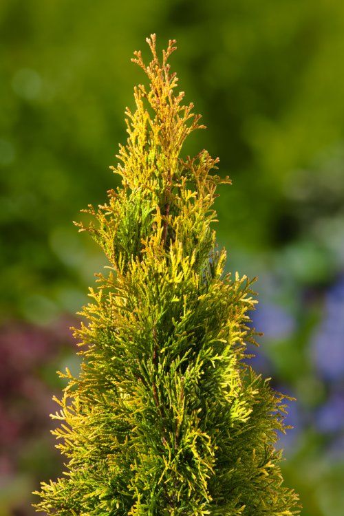 [11858] THUJA OCCIDENTALIS GOLDEN SMARAGD - BOULE (Persistant, 100/150)