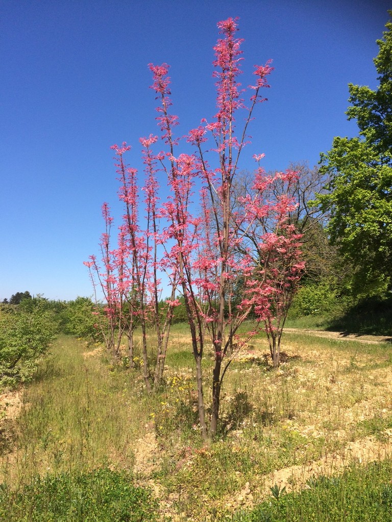 TOONA CHINENSIS - CEPEE