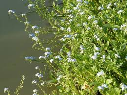 [8117] MYOSOTIS PALUSTRIS (Caduc, 0/20)
