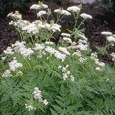 MYRRHIS ODORATA CERFEUIL VIVACE