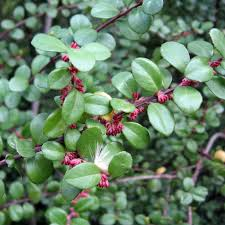 MYRSINA AFRICANA