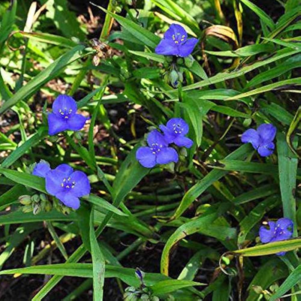 TRADESCANTIA LÉONORA BLEU FONCÉ