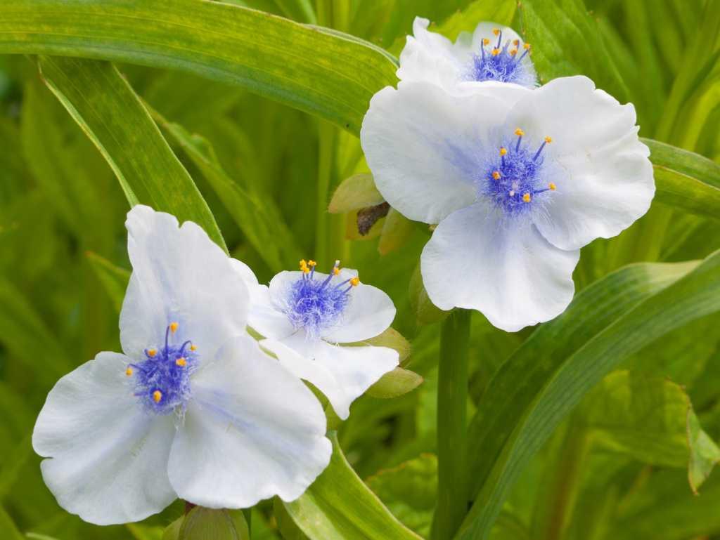 [12123] TRADESCANTIA OSPREY BLANC BLEU (Caduc, 50/100)