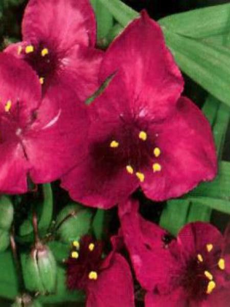 TRADESCANTIA RUBRA ROUGE CARMIN