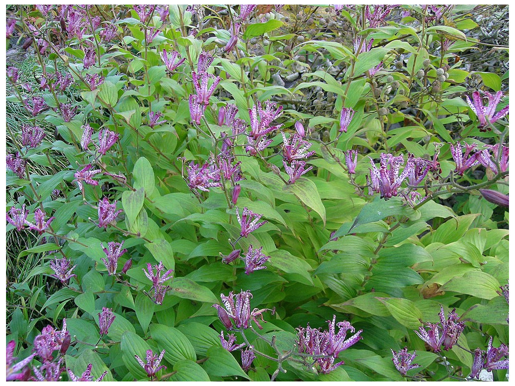 TRICYRTIS HIRTA BLANC PICTÉ